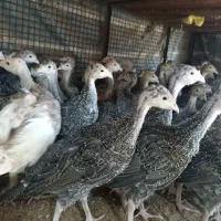 جوجه بوقلمون|حیوانات مزرعه|کوهی‌خیل, |دیوار