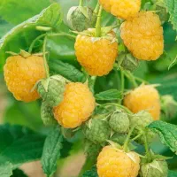 نهال اصل بلوبری و رزبری  میوه‌ دهی عالی و مقاوم|گل و گیاه طبیعی|قائم‌شهر, |دیوار