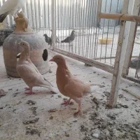 کفتر پلاکی پلاس جوجه پرشی بوبور ماده بد رنگ دم سیا