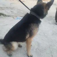 ژرمن نر وماده