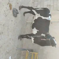 گاو آبستن ۸ماه در شادگان|حیوانات مزرعه|اهواز, امانیه|دیوار