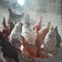 مرغ|حیوانات مزرعه|قروه, |دیوار