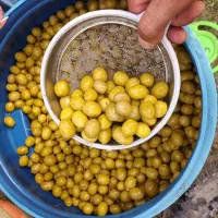 پخش زیتون  مجید|خوردنی و آشامیدنی|رشت, بلوار گیلان|دیوار
