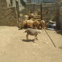 بره نر|حیوانات مزرعه|بجنورد, |دیوار