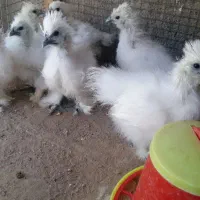 مرغ و خروس سیبرایت وجوجه ابریشمی جوجه سیبرایت|حیوانات مزرعه|مشهد, ثامن|دیوار