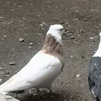 کبوتر طوقی نر
