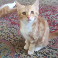گمشده