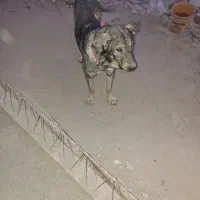 سگ عراقی بهترین نژاد عراقی ۱۷ ماه قابل تست