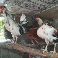 مرغ خروس های تازه محلی وبرهماو گلین چل تاج پنگوئنی|حیوانات مزرعه|اسکو, |دیوار