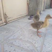 بزرگ ها 5۰۰ کوچک 35۰