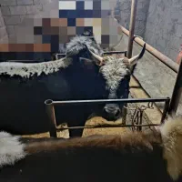 ورزا کوله آس|حیوانات مزرعه|سنگر, |دیوار