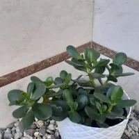 گلهای طبیعی سانسوریا ویشم|گل و گیاه طبیعی|بندر انزلی, چهارفریضه|دیوار