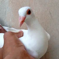 جوجه دم سرخ گهک نر کلایی