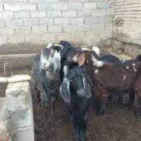 بز  ..|حیوانات مزرعه|چهاربرج, |دیوار