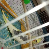 عروس هلندی دوکت