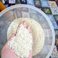 برنج هاشمی درجه یک سورتینگ شده|خوردنی و آشامیدنی|رشت, پل تالشان|دیوار