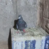جوجه بدرنگ پلاکی|پرنده|رفسنجان, |دیوار