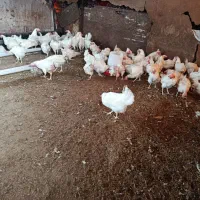 مرغ تخمگذار.