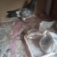 رنگی پلاکی اصل|پرنده|قم, انسجام|دیوار