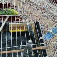 سه عد مرغ عشق|پرنده|سنندج, |دیوار