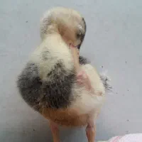 دوتا جوجه اردک بزرگ و تقریبا سه ماه هستن