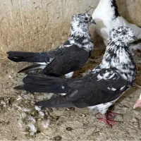 کبوتر گوک بوشهری