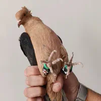 کبوتر ماده ارشینگل
