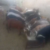 ۲۵ راس بز داشتی به فروش میرسد|حیوانات مزرعه|کوهنانی, |دیوار
