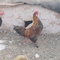 جوجه خروس|پرنده|فردوس (خراسان), |دیوار