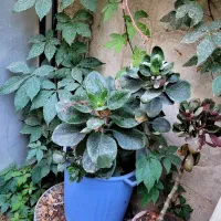 گلهای آپارتمانیگ|گل و گیاه طبیعی|سبزوار, امام خمینی (ناوی)|دیوار