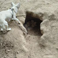 واگذار چهار عدد سگ روباهی واگذاری|سگ|بندر گناوه, |دیوار