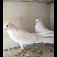 سفید اراکی|پرنده|اقلید, |دیوار