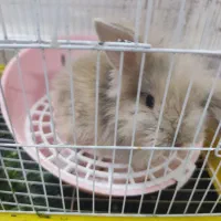خرگوش