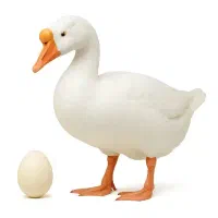 غاز و قوغاز