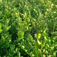 یاس هلندی سطل ۱۰|گل و گیاه طبیعی|تنکابن, |دیوار