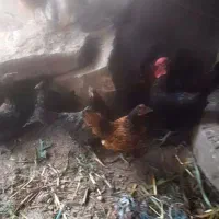 مرغ سیپرایت چاپنیز فروشی