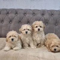 سگ نژادمالتیپوعروسکی|سگ|سبزوار, پاسداران|دیوار