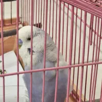 یک عدد مرغ عشق خوشگل و خوشرنگ