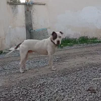 پیتبول نر معاوضه با لاری یا برهما یا کوچین مینیات