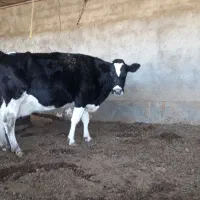 گاو وگوساله