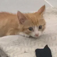 گربه