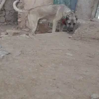 سگ سرابی|سگ|زنجانرود, |دیوار