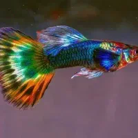 حلزون کیلر مبارزه آفت حلزون شیپوری ماهی گوپی