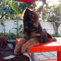 توله ژرمن شپرد ماده