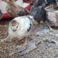 جوجه ۱ماه محلی گلپایگان