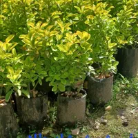 فروش شمشاد طلایی شمشاد سبز|خدمات باغبانی و درختکاری|لوندویل, |دیوار