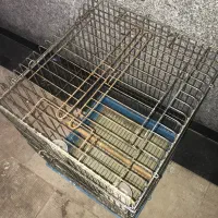 قفس پرنده .عروس هلندی.قناری|پرنده|اردبیل, |دیوار