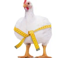 مرغ گوشتی سالم سرحال