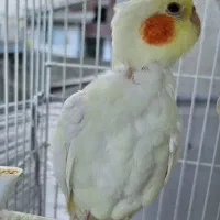 جوجه عروس هلندی لوتینو