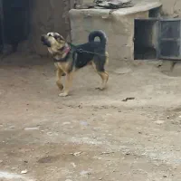 سگعراقی|سگ|باسمنج, |دیوار